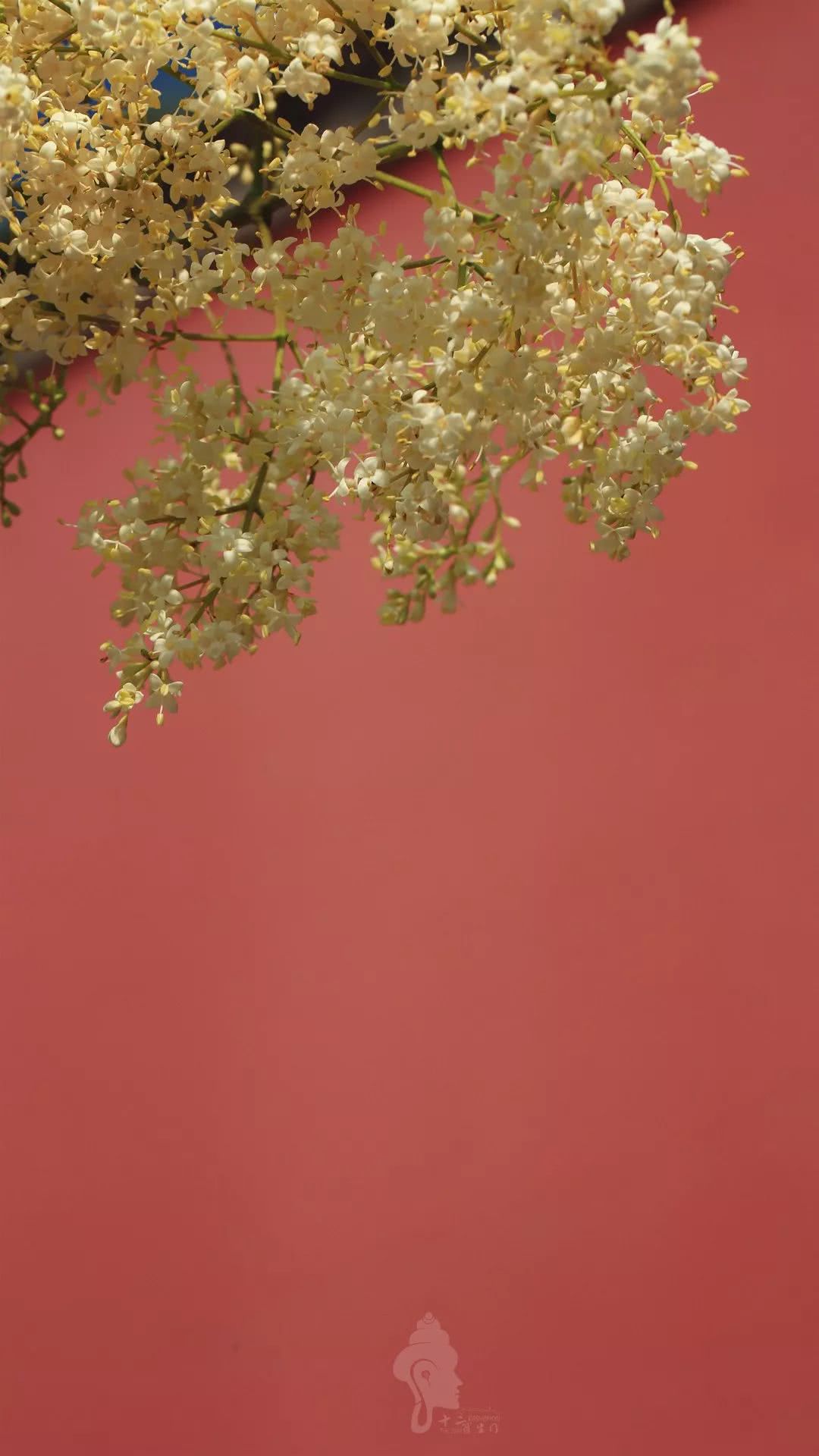 红墙黄卉.jpg