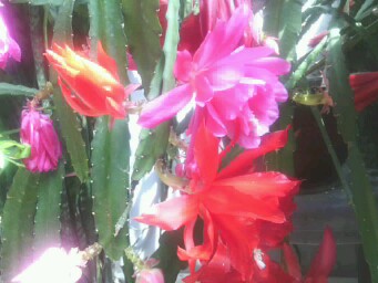IMG20130427132115.jpg