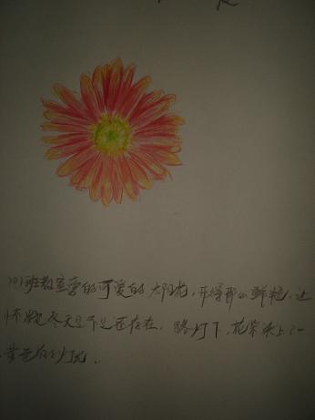 太阳花语2.JPG